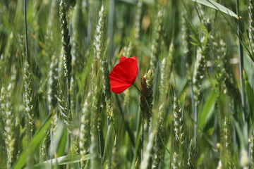 Mohn im Korn