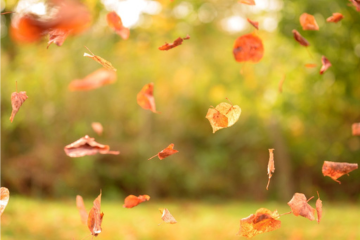 Loslassen im Herbst